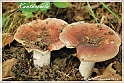 Mushrooms20082010-033