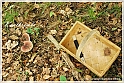 Mushrooms20082010-034