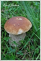 Mushrooms20082010-075